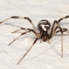 Theridiidae (family) at Melba, ACT - 28 Jan 2021