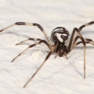 Theridiidae (family) at Melba, ACT - 28 Jan 2021