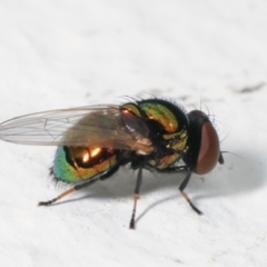 Lamprolonchaea brouniana (Metallic green tomato fly) at Melba, ACT - 28 Jan 2021 by kasiaaus