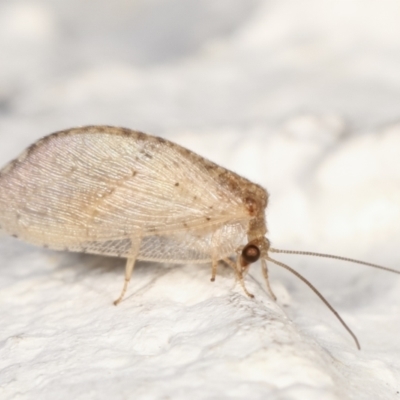 Drepanacra binocula (Notched brown lacewing) at Melba, ACT - 28 Jan 2021 by kasiaaus