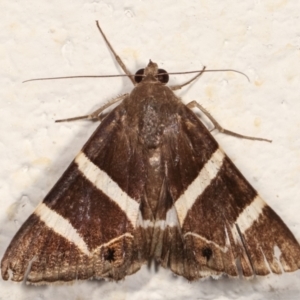 Grammodes oculicola at Melba, ACT - 30 Jan 2021