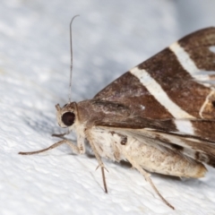 Grammodes oculicola at Melba, ACT - 30 Jan 2021 10:13 PM