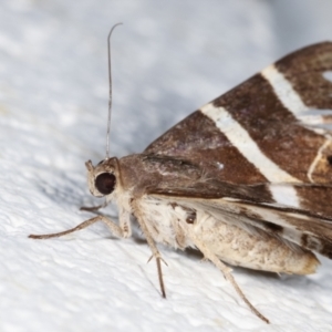 Grammodes oculicola at Melba, ACT - 30 Jan 2021