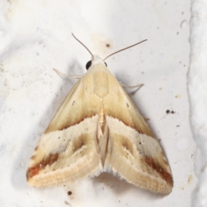 Eublemma inconspicua at Melba, ACT - 30 Jan 2021