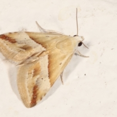 Eublemma inconspicua at Melba, ACT - 30 Jan 2021