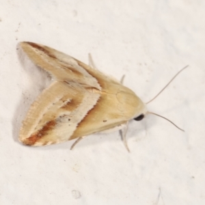 Eublemma inconspicua at Melba, ACT - 30 Jan 2021