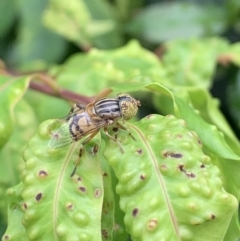 Eristalinus punctulatus (Golden Native Drone Fly) at East Albury, NSW - 30 Jan 2021 by WingsToWander