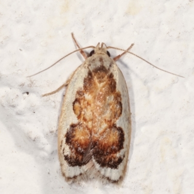 Garrha idiosema (A concealer moth) at Melba, ACT - 30 Jan 2021 by kasiaaus