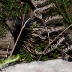 Tachyglossus aculeatus (Short-beaked Echidna) at Leneva, VIC - 5 Jan 2021 by WingsToWander