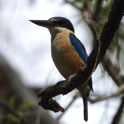 Todiramphus sanctus (Sacred Kingfisher) at Albury - 27 Dec 2020 by WingsToWander