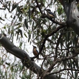 Todiramphus sanctus at West Albury, NSW - 27 Dec 2020