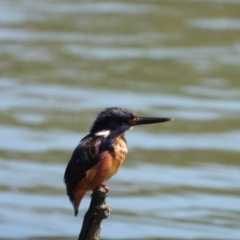 Ceyx azureus (Azure Kingfisher) at Horseshoe Lagoon and West Albury Wetlands - 26 Dec 2020 by WingsToWander