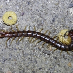 Cormocephalus aurantiipes (Orange-legged Centipede) at Albury - 11 Dec 2020 by WingsToWander
