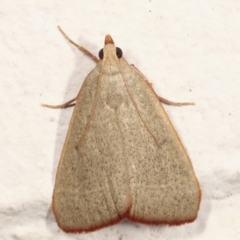 Ocrasa albidalis (A Pyralid moth) at Melba, ACT - 29 Jan 2021 by kasiaaus