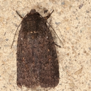 Proteuxoa provisional species 1 at Melba, ACT - 29 Jan 2021 10:16 PM