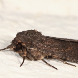 Proteuxoa provisional species 1 at Melba, ACT - 29 Jan 2021 10:16 PM