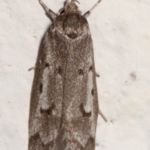 Palimmeces leucomitra at Melba, ACT - 30 Jan 2021 10:16 PM