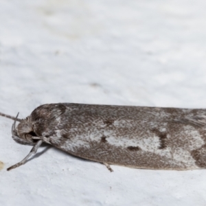 Palimmeces leucomitra at Melba, ACT - 30 Jan 2021 10:16 PM