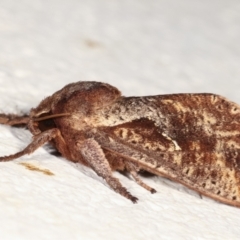 Elhamma australasiae (A Swift or Ghost moth (Hepialidae)) at Melba, ACT - 31 Jan 2021 by kasiaaus