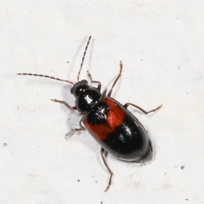 Monolepta minima (Leaf beetle) at Melba, ACT - 30 Jan 2021 by kasiaaus