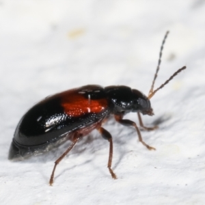 Monolepta minima at Melba, ACT - 30 Jan 2021 10:19 PM