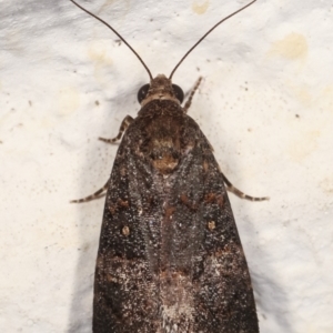 Proteuxoa (genus) at Melba, ACT - 30 Jan 2021 10:28 PM