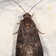 Proteuxoa (genus) (A Noctuid moth) at Melba, ACT - 30 Jan 2021 by kasiaaus