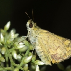 Ocybadistes walkeri (Green Grass-dart) at ANBG - 29 Jan 2021 by TimL