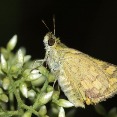 Ocybadistes walkeri (Green Grass-dart) at ANBG - 29 Jan 2021 by TimL