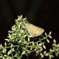 Ocybadistes walkeri at Acton, ACT - 29 Jan 2021