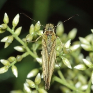 Ocybadistes walkeri at Acton, ACT - 29 Jan 2021