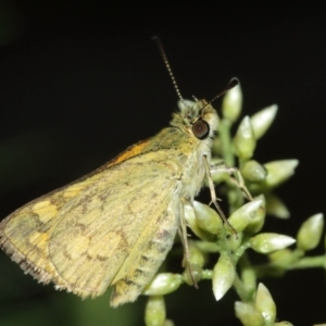 Ocybadistes walkeri at Acton, ACT - 29 Jan 2021