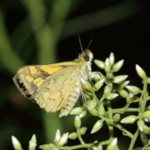 Ocybadistes walkeri at Acton, ACT - 29 Jan 2021