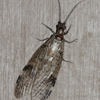 Archichauliodes (Riekochauliodes) guttiferus (Dobsonfly or Fishfly) at ANBG - 30 Jan 2021 by TimL