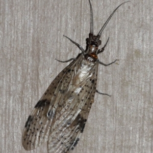 Archichauliodes (Riekochauliodes) guttiferus at Acton, ACT - 30 Jan 2021