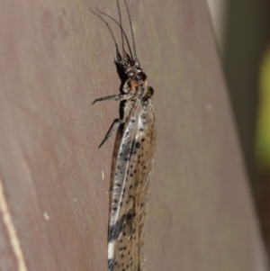 Archichauliodes (Riekochauliodes) guttiferus at Acton, ACT - 30 Jan 2021