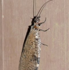 Archichauliodes (Riekochauliodes) guttiferus at Acton, ACT - 30 Jan 2021 11:32 AM