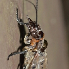 Archichauliodes (Riekochauliodes) guttiferus at Acton, ACT - 30 Jan 2021