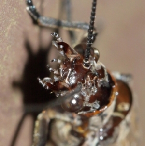 Archichauliodes (Riekochauliodes) guttiferus at Acton, ACT - 30 Jan 2021