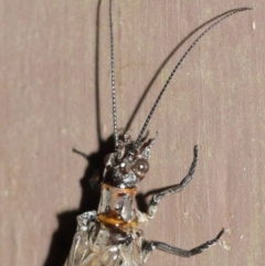 Archichauliodes (Riekochauliodes) guttiferus (Dobsonfly or Fishfly) at Acton, ACT - 30 Jan 2021 by TimL