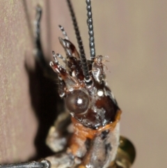 Archichauliodes (Riekochauliodes) guttiferus at Acton, ACT - 30 Jan 2021