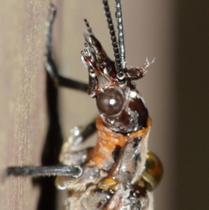 Archichauliodes (Riekochauliodes) guttiferus at Acton, ACT - 30 Jan 2021