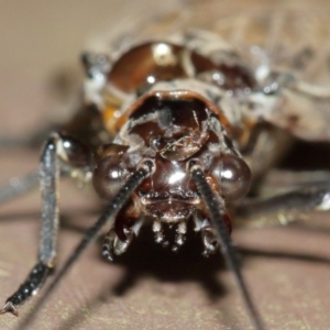 Archichauliodes (Riekochauliodes) guttiferus at Acton, ACT - 30 Jan 2021