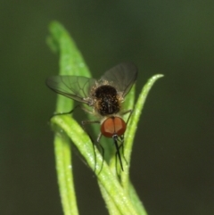 Geron sp. (genus) (Slender Bee Fly) at ANBG - 31 Jan 2021 by TimL