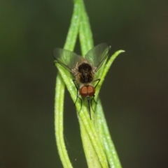 Geron sp. (genus) at Downer, ACT - 1 Feb 2021