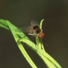 Geron sp. (genus) at Downer, ACT - 1 Feb 2021 10:46 AM