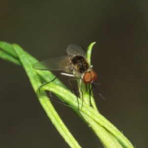 Geron sp. (genus) at Downer, ACT - 1 Feb 2021 10:46 AM