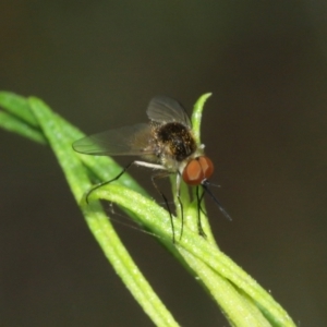 Geron sp. (genus) at Downer, ACT - 1 Feb 2021
