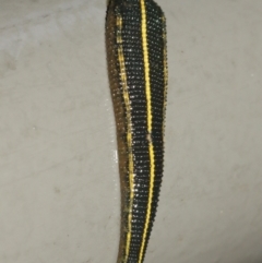 Hirudinidae sp. (family) (A Striped Leech) at ANBG - 29 Jan 2021 by Tim L