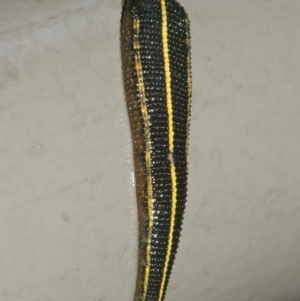 Hirudinidae sp. (family) at Acton, ACT - 29 Jan 2021